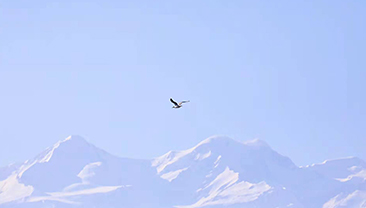 多种水鸟到十四师昆玉市一牧场蓝湖越冬