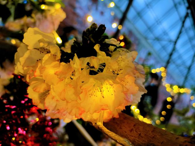 十师一八八团：樱桃花开 静待果实