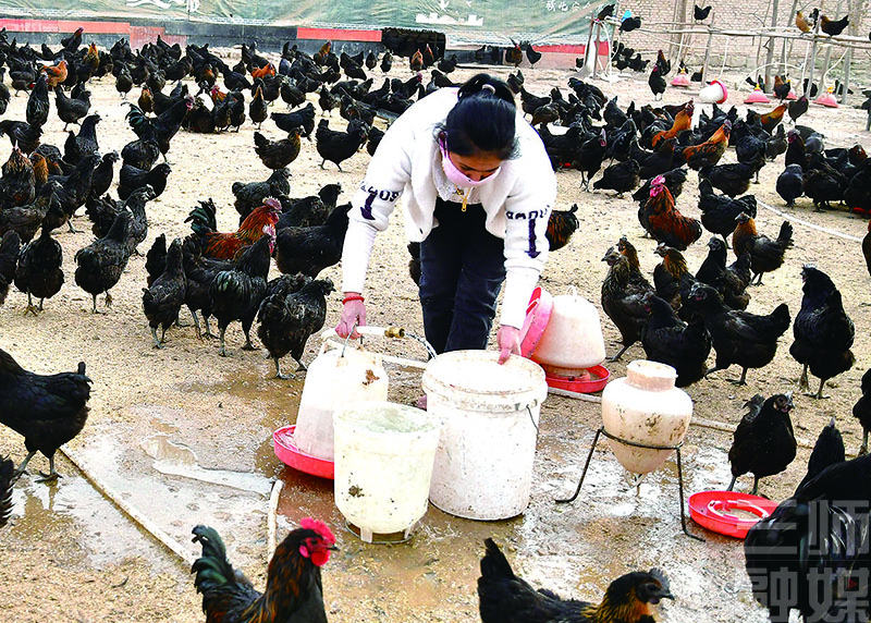 三师四十四团：加足马力忙生产 技术服务到田头