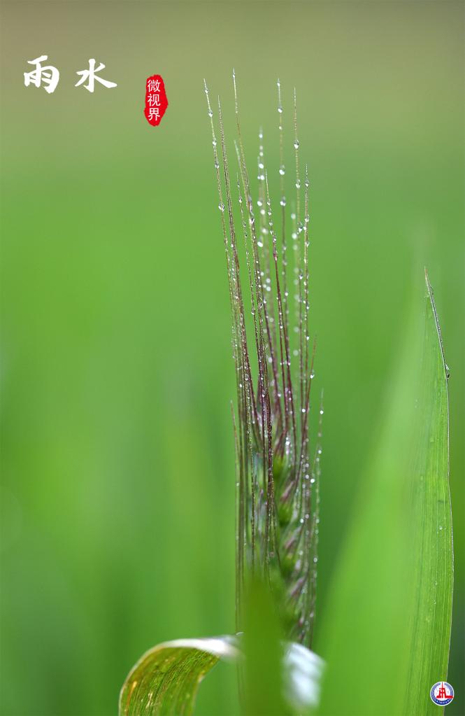 微视界——雨水