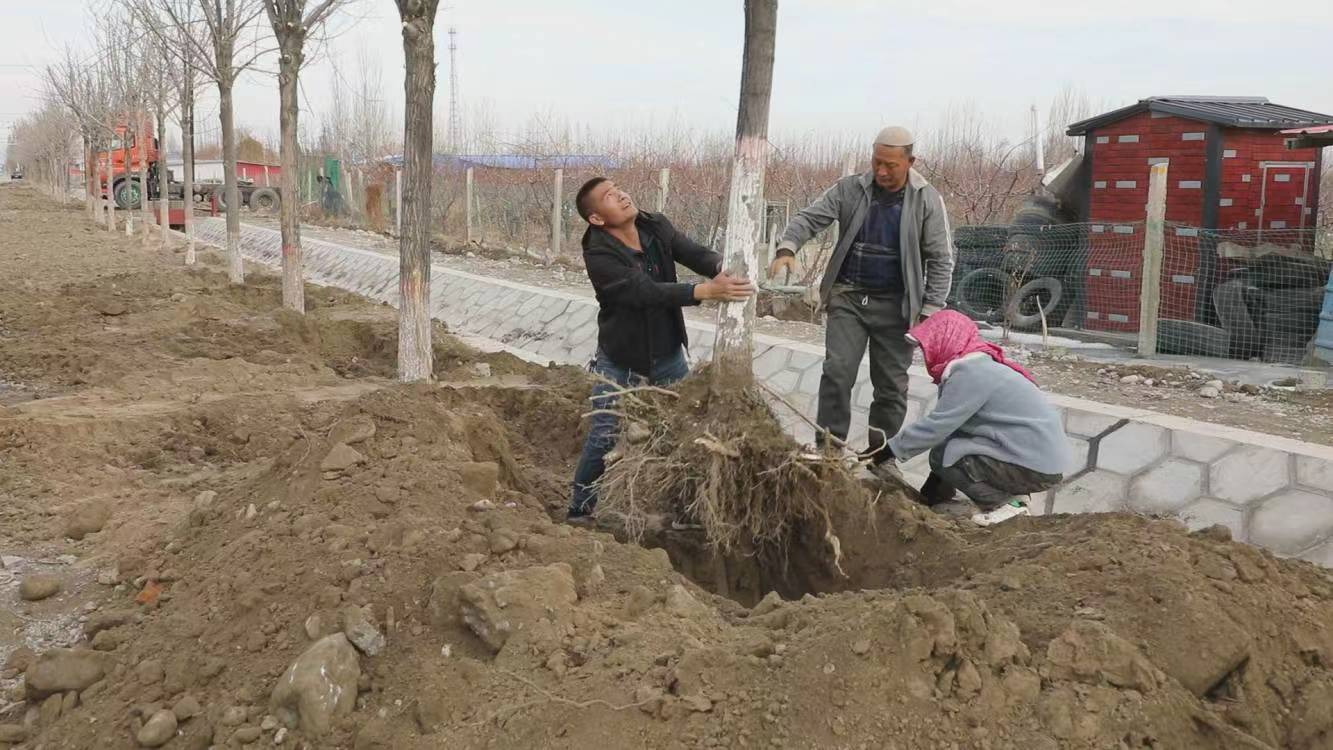 3月12日，新疆生产建设兵团第四师六十二团组织职工群众开展春季植树造林活动，以实际行动共建生态美丽家园。徐国胜 摄 党艳丽 提供