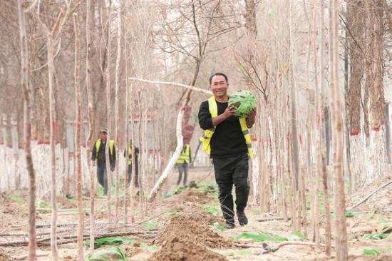 3月23日，新疆生产建设兵团第十四师二二四团二连职工在植树造林。二二四团位于世界第二大流动性沙漠塔克拉玛干沙漠南缘，该团常态化实施绿化工程，改善当地生态环境，在戈壁荒滩上造出万亩绿海。兵团日报全媒体记者 陈洋 摄