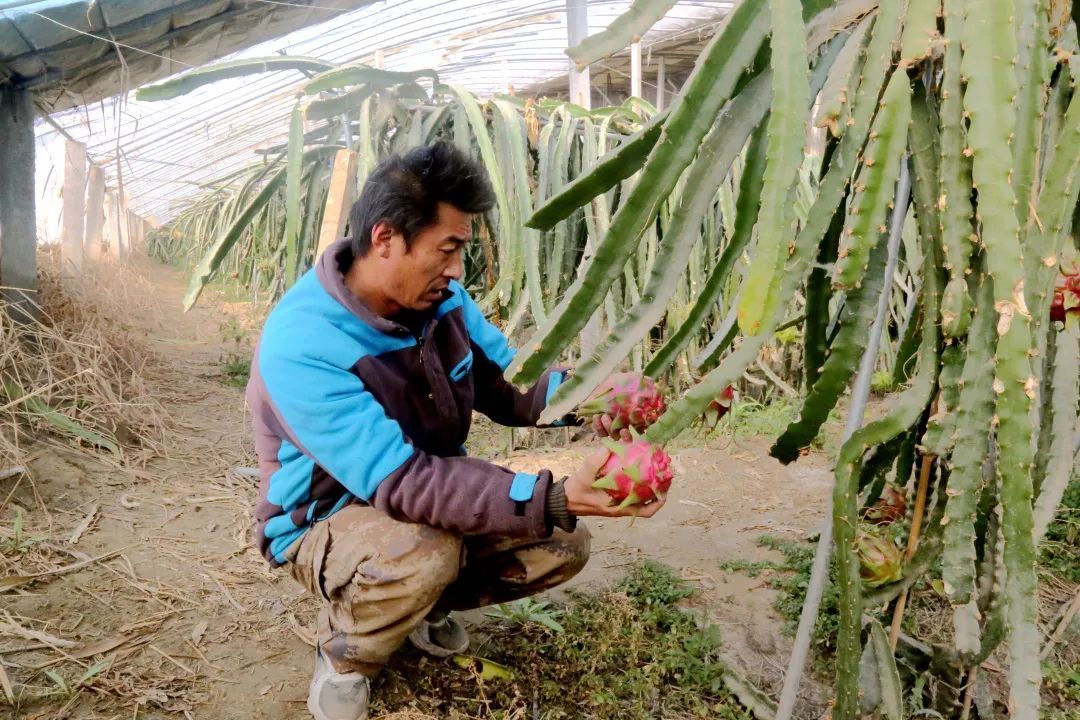 七连种植户靳红军正在查看火龙果长势。