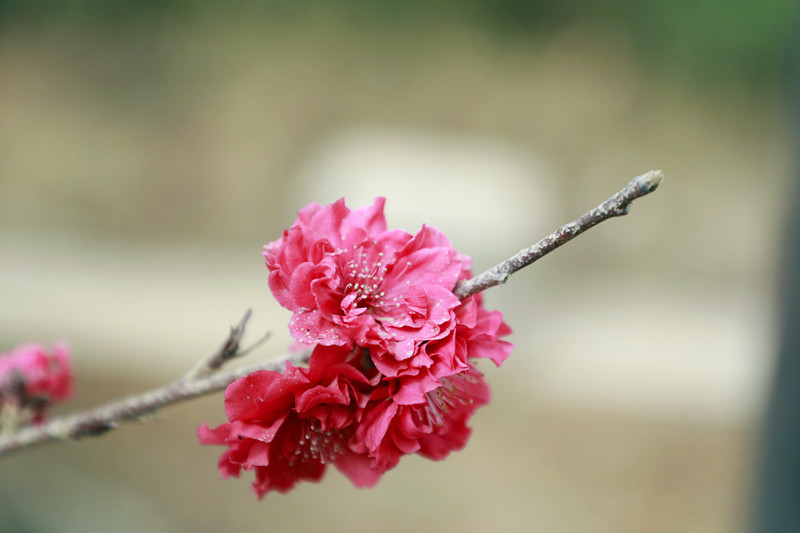 花团锦簇的碧桃花