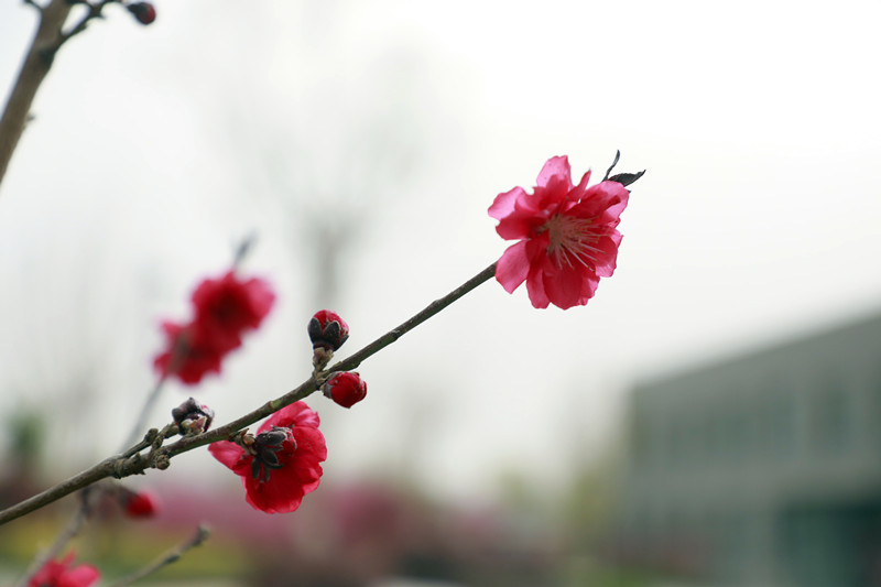 阳光下的碧桃花