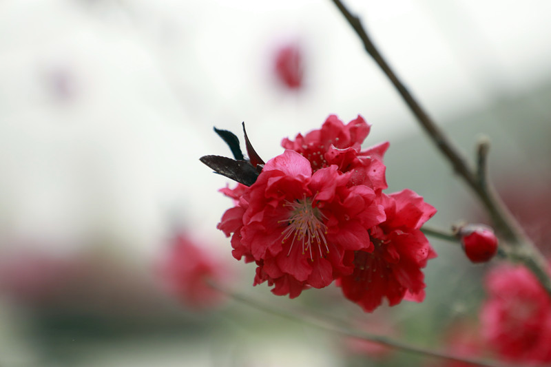重瓣碧桃花