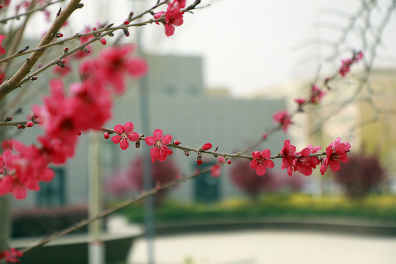 盛开的碧桃花