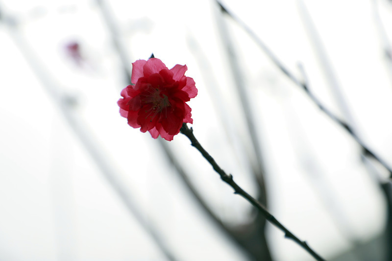 单朵碧桃花
