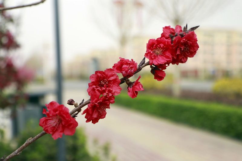 独枝成景的碧桃花