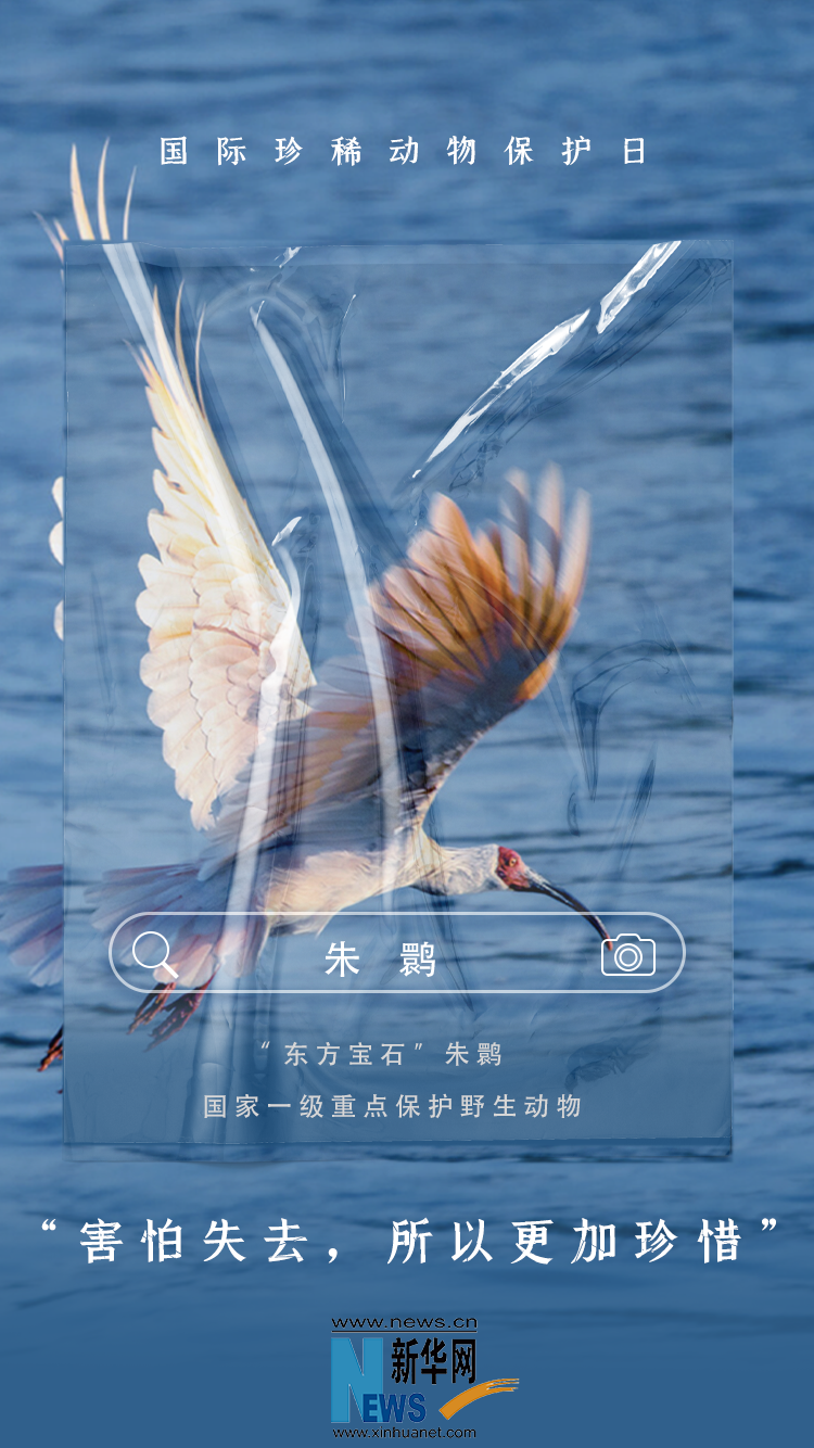 国际珍稀动物保护日｜因为珍稀，所以珍惜