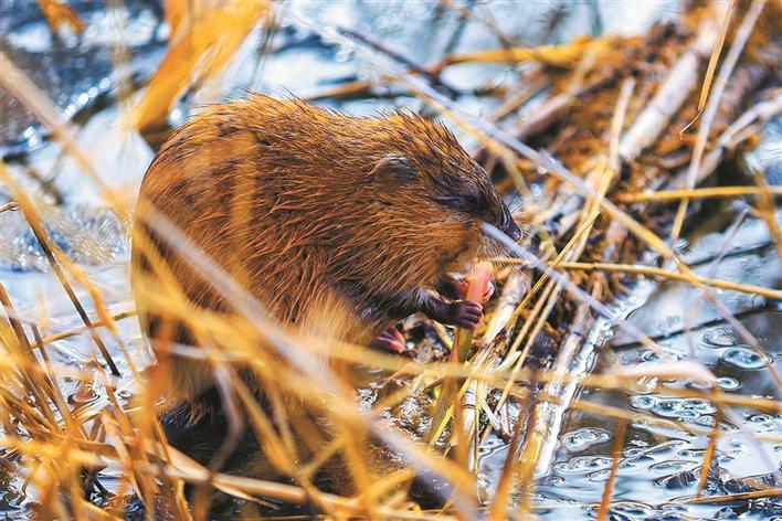  4月8日，一只麝鼠在芦花湖觅食。