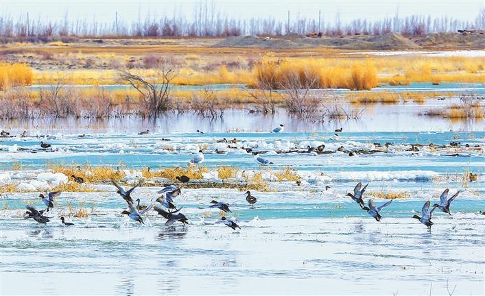 4月8日，一群水鸟在十师一八三团芦花湖水面上嬉戏。