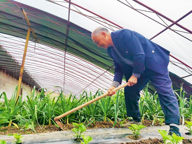 托云牧场护边员正在蔬菜基地内给西红柿、黄瓜等菜苗除草。王瑶 摄
