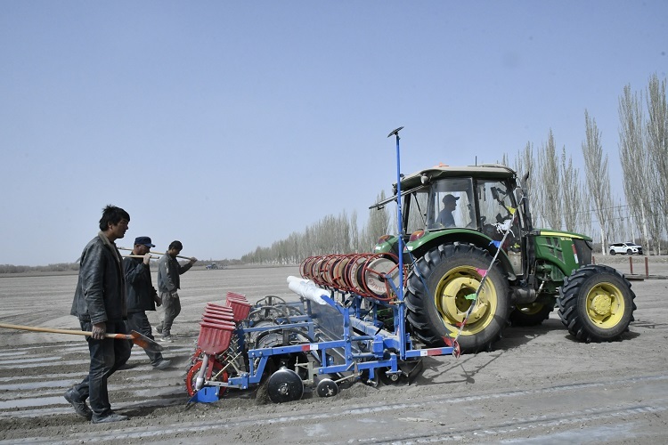 4月12日，在三师四十九团十一连，一辆大马力机车正在铺膜、播种棉花。 张桂萍 摄