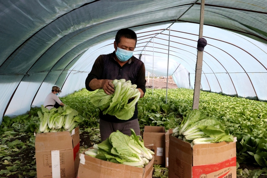 4月18日，六师一〇一团一连职工张士俊正在收获新鲜蔬菜。 魏新江 徐飞艳 摄