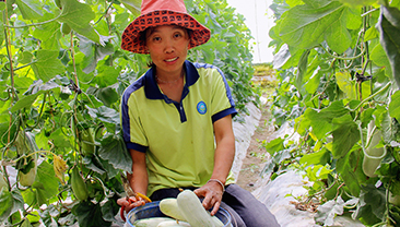 刘兰英：种植羊角蜜 日子格外甜