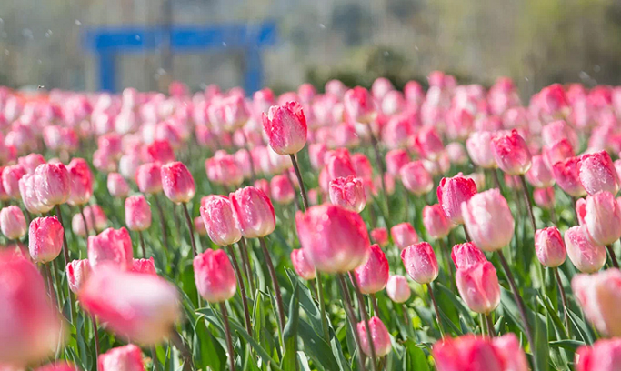六师五家渠市第十七届郁金香文化旅游节4月27日举行