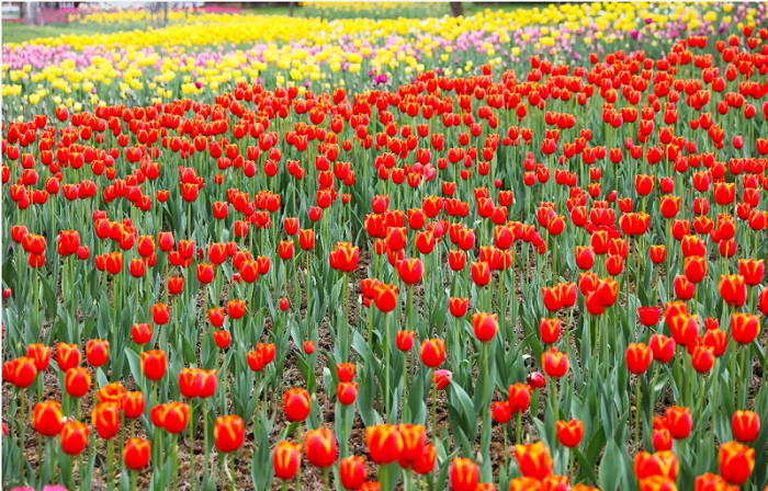 青格达湖景区内的郁金香花海4。.png
