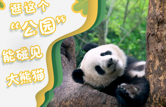 共建人与自然和谐共生的乐园：探秘大熊猫国家公园