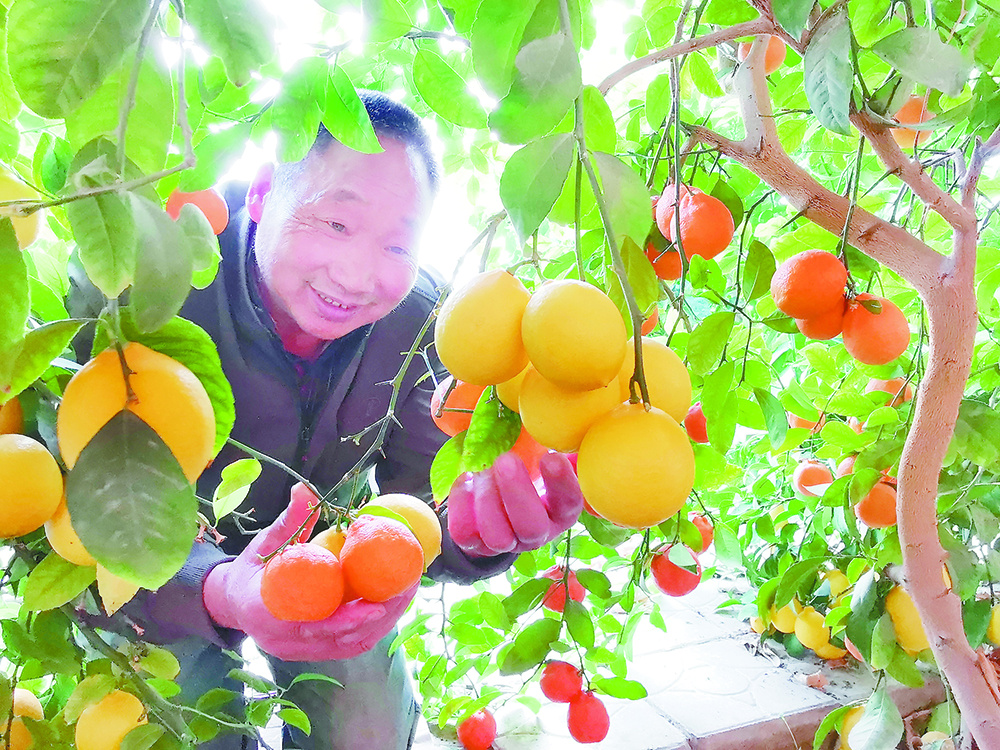 反季节嫁接水果长势喜人。 刘笑天 摄