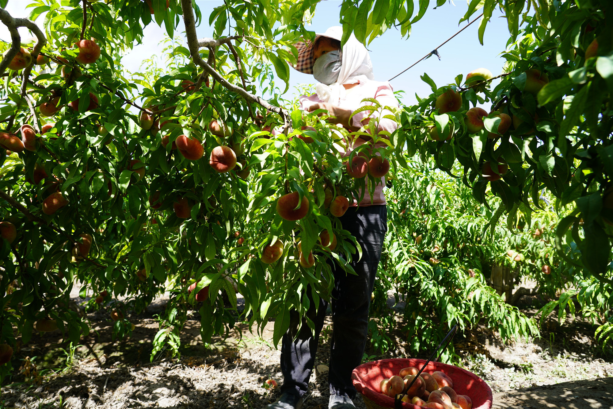 罗万全的妻子唐菊仙正在采摘蟠桃。