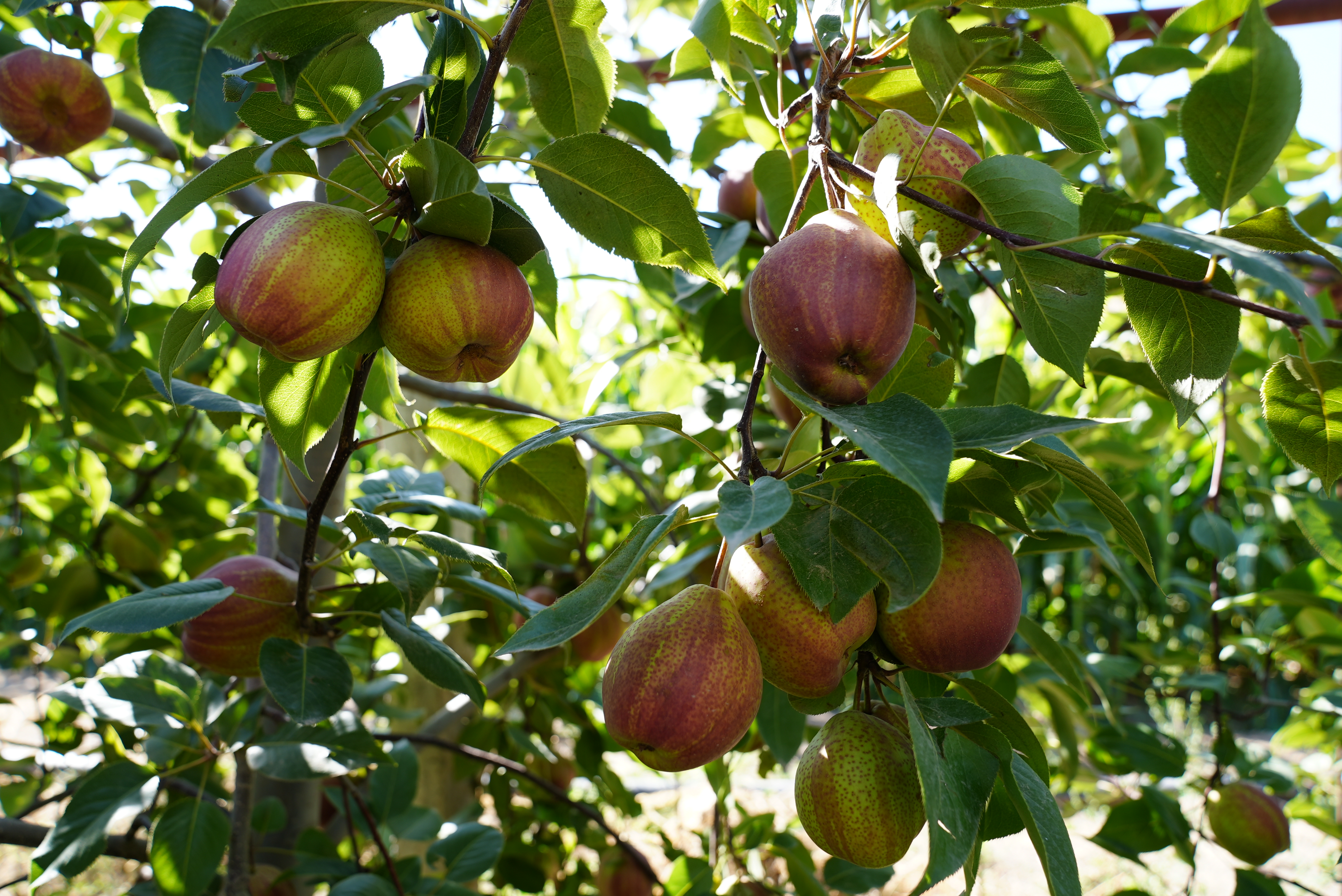大批成熟的红梨挂满枝头2.jpg