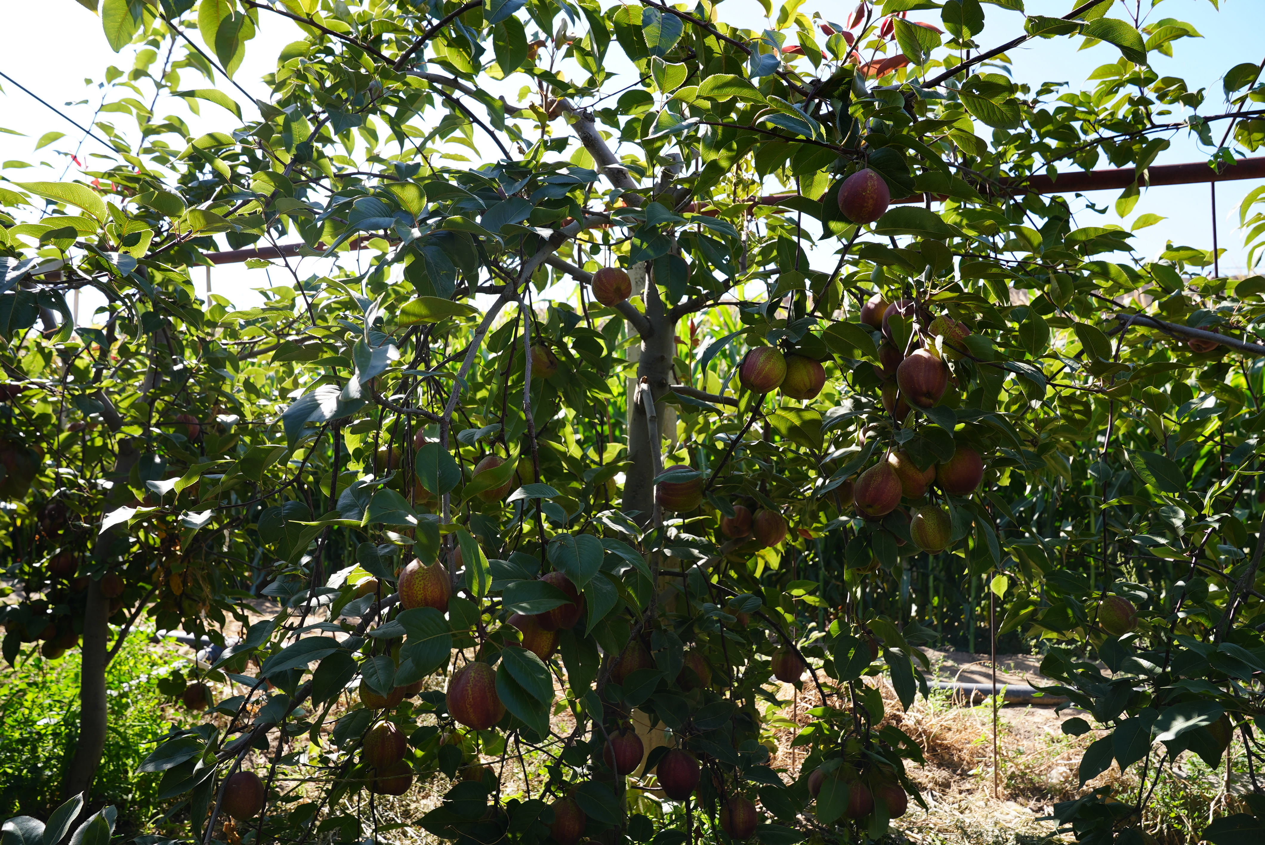 大批成熟的红梨挂满枝头1.jpg