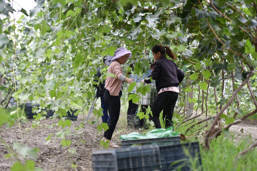 图为工人们正在采摘葡萄。王诚摄.jpg