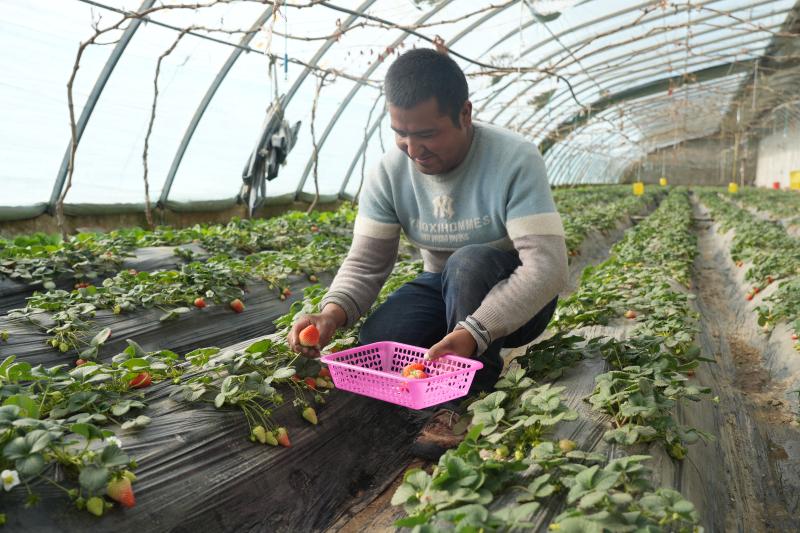 图尔荪江·麦米提热依木正在给游客摘草莓。江宇摄.jpg