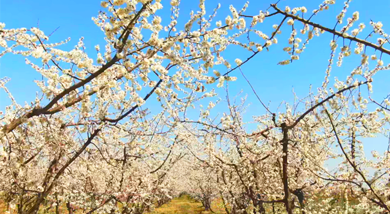 四师六十一团杏园花开盛景。（资料图片）