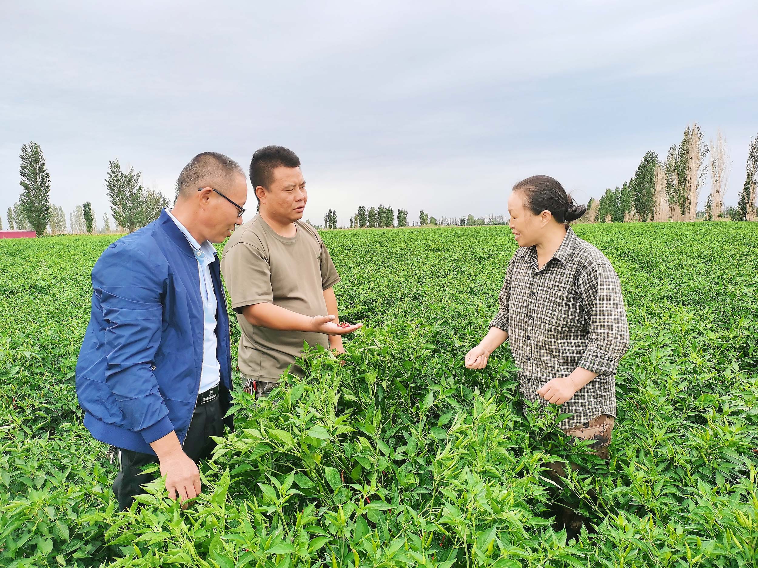 农业技术员对种植户进行田间管理技术培训。魏冉冉 摄