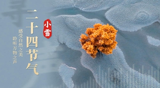 今日小雪：朔风渐起，寒意渐浓