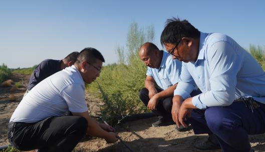 罗剑洪（左一）和同事正在梭梭—肉苁蓉种植示范基地检查滴灌带使用情况（资料图）。史瑞霞 摄