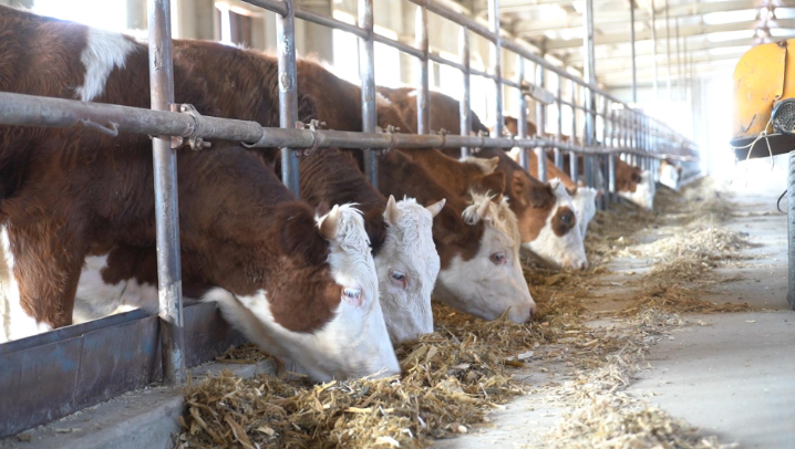 在三十七团育肥牛场里，肉牛悠闲地吃着草料。高鹏浩 摄
