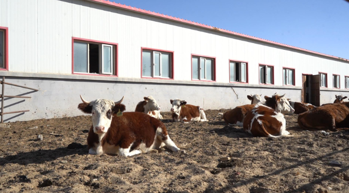在三十七团育肥牛场里，肉牛正在休憩。鲁天星 摄