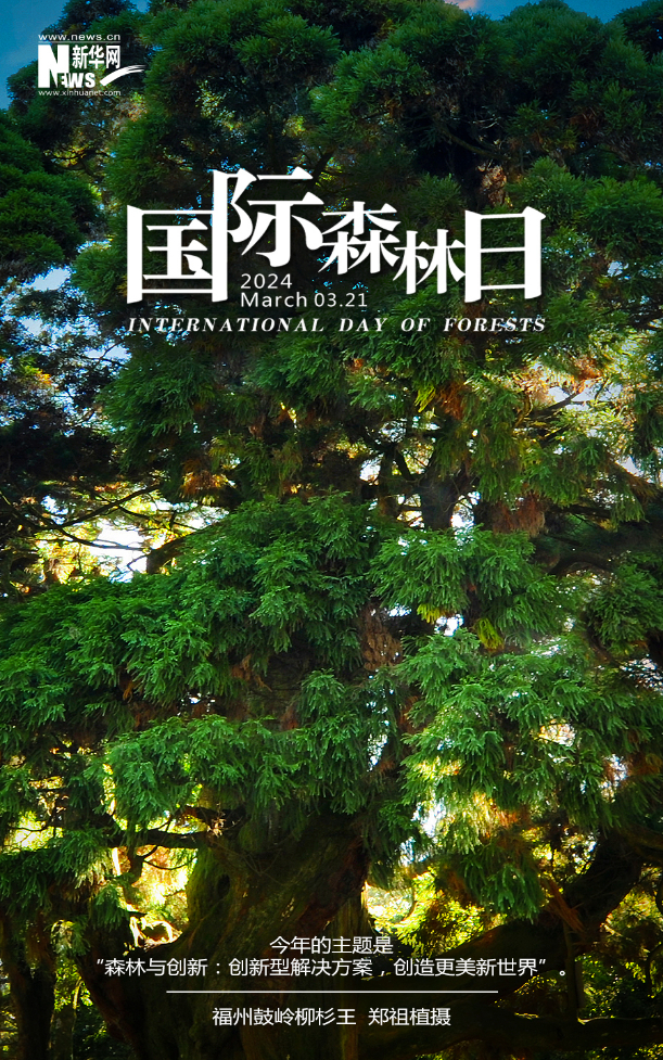 国际森林日丨“森林与创新” 创造更美新世界