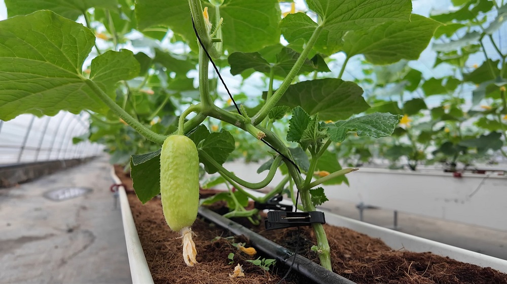 十二师农业科学研究所种植的“中农脆玉3号”水果黄瓜.jpg