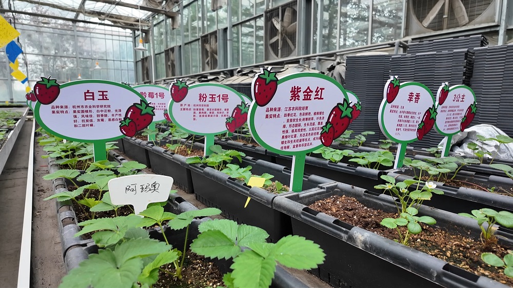 十二师农业科学研究所草莓脱毒种苗组培室内不同品种的草莓.jpg