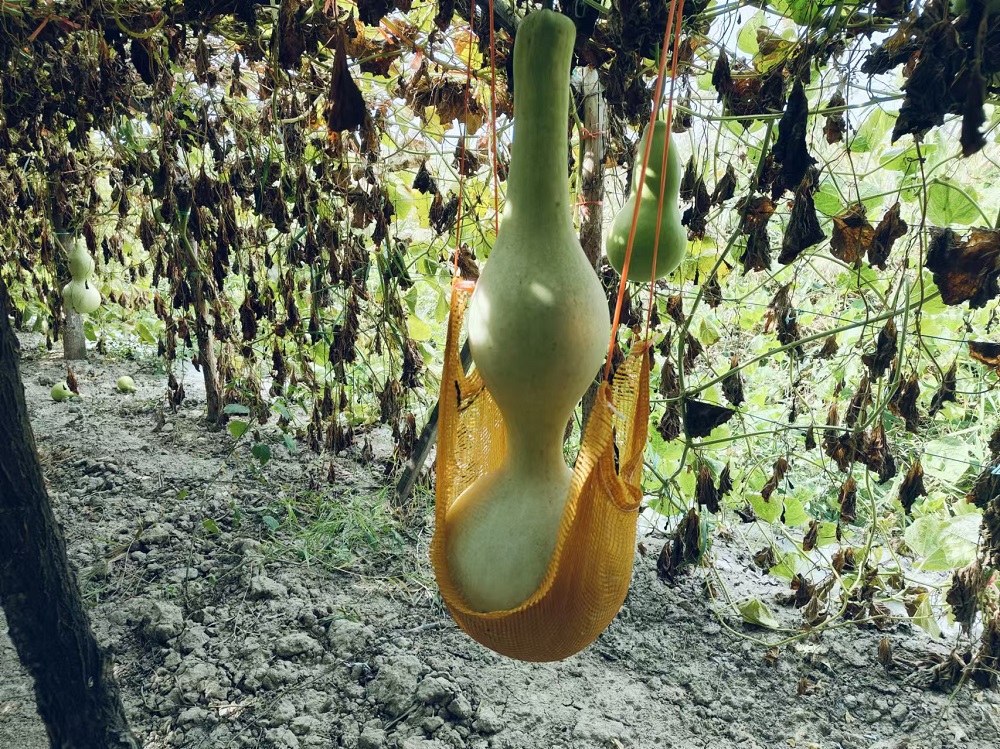 这个大葫芦足有80公分高。梁艳摄.jpg