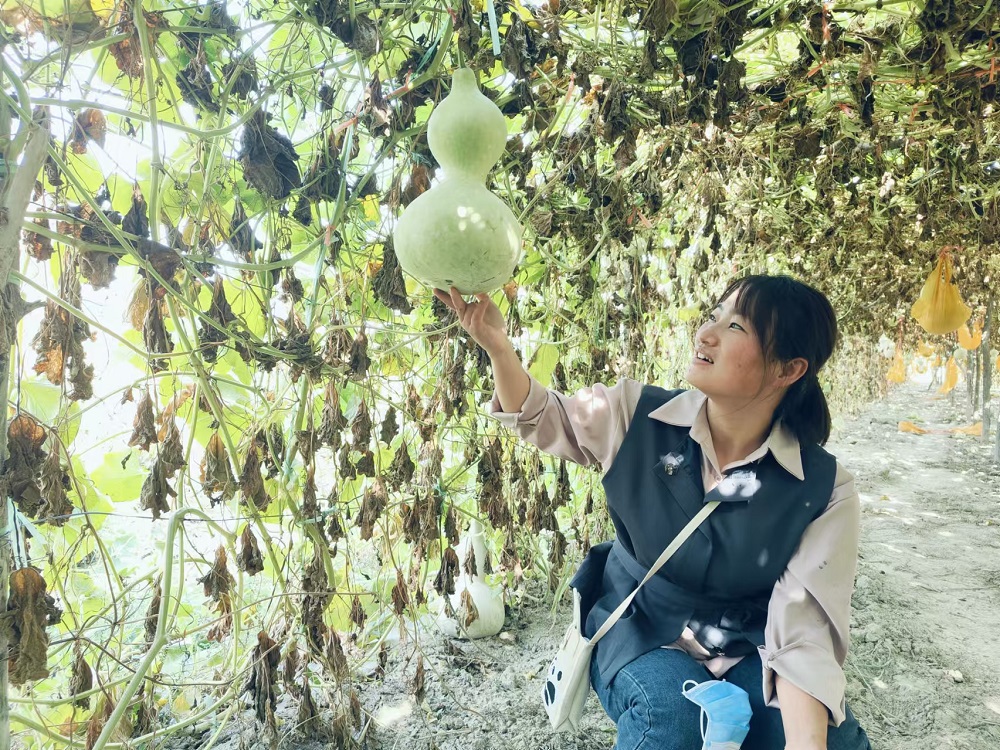 一位女士在葫芦园里欣赏葫芦。梁艳摄.jpg