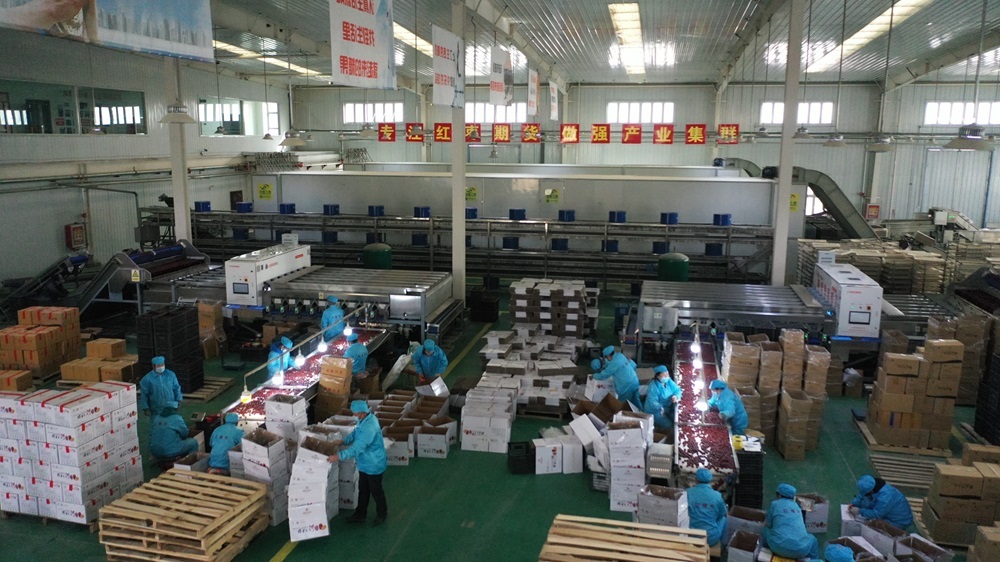 红枣加工车间 王诚 摄.jpg