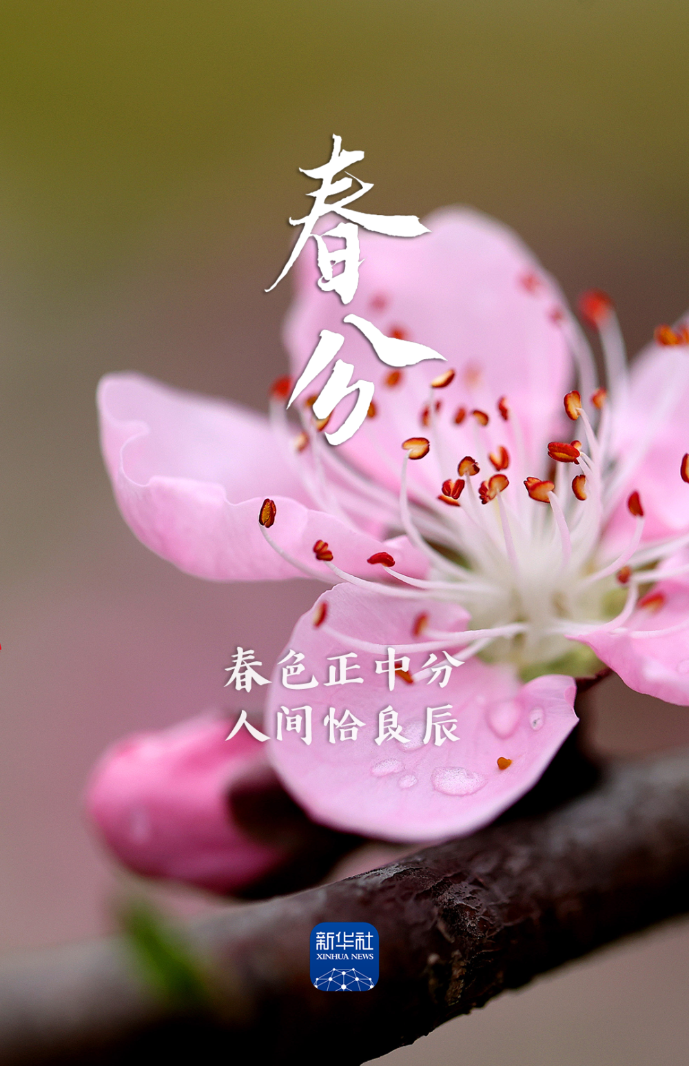 春分！春来福至，祝你喜乐安康