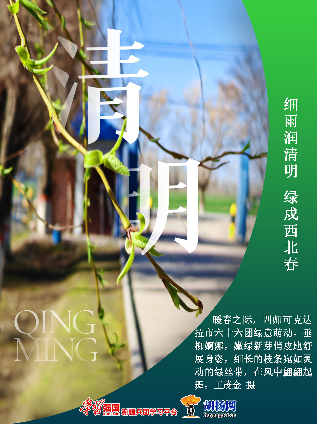 细雨润清明 绿戍西北春