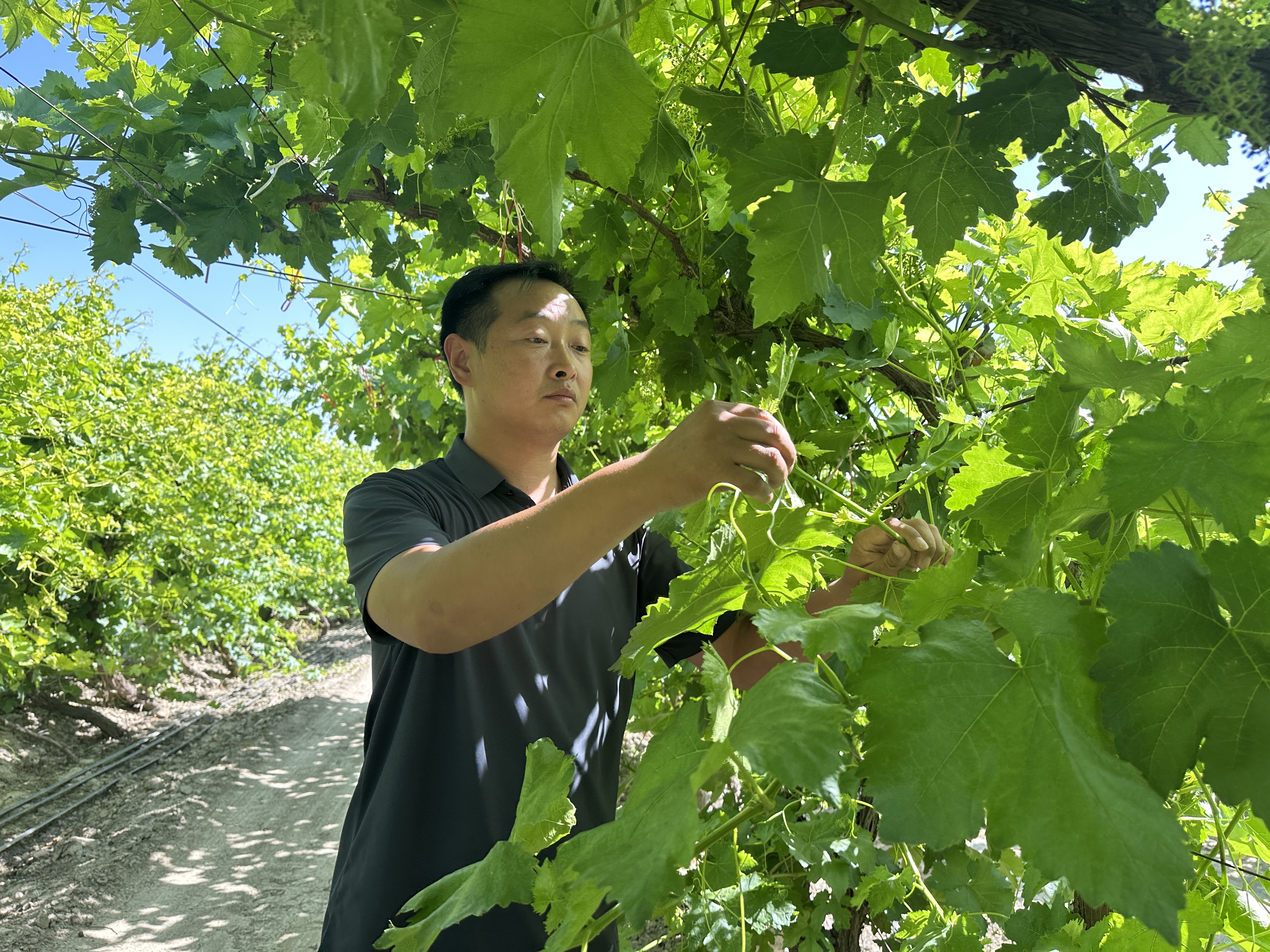 5月25日，第八师一四二团十一连职工饶雪林正在打理他种植的葡萄。李萍 摄.jpg