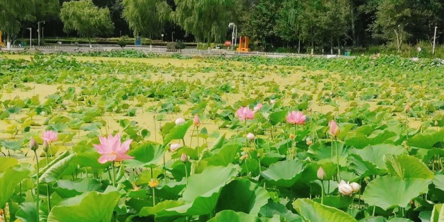 玛河公园荷花池 张莉 摄.jpg