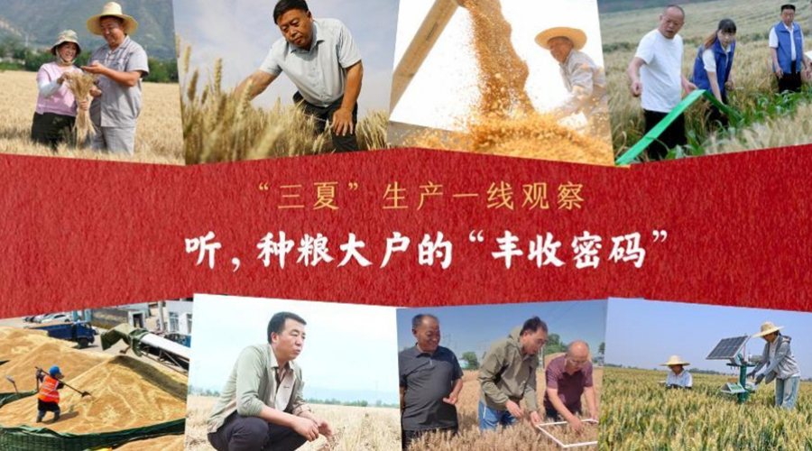 “三夏”生产一线观察丨听，种粮大户的“丰收密码”
