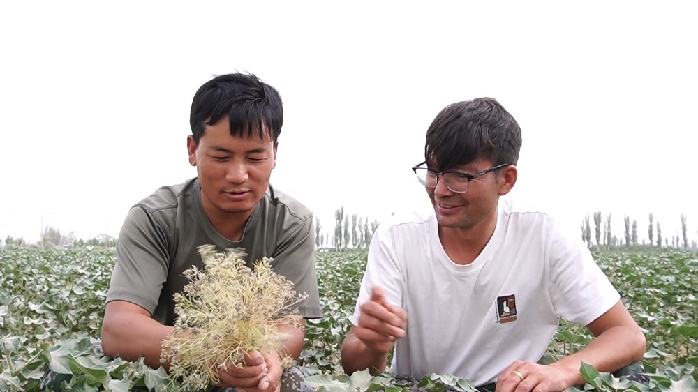 连队“两委”和职工正在查看小茴香长势.jpg