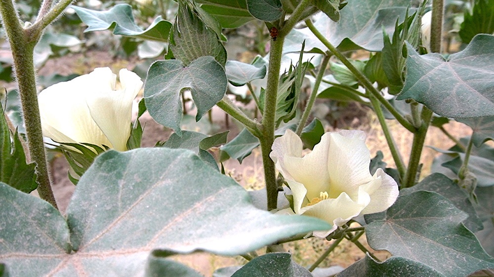 在棉花套种小茴香的种植模式下，棉花正在茁壮成长.jpg