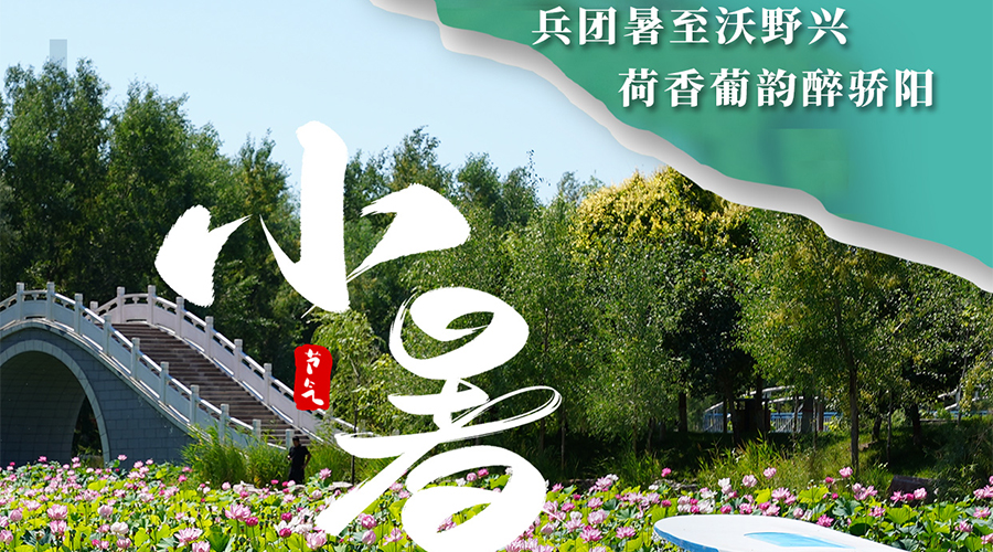 海报丨兵团暑至沃野兴 荷香葡韵醉骄阳
