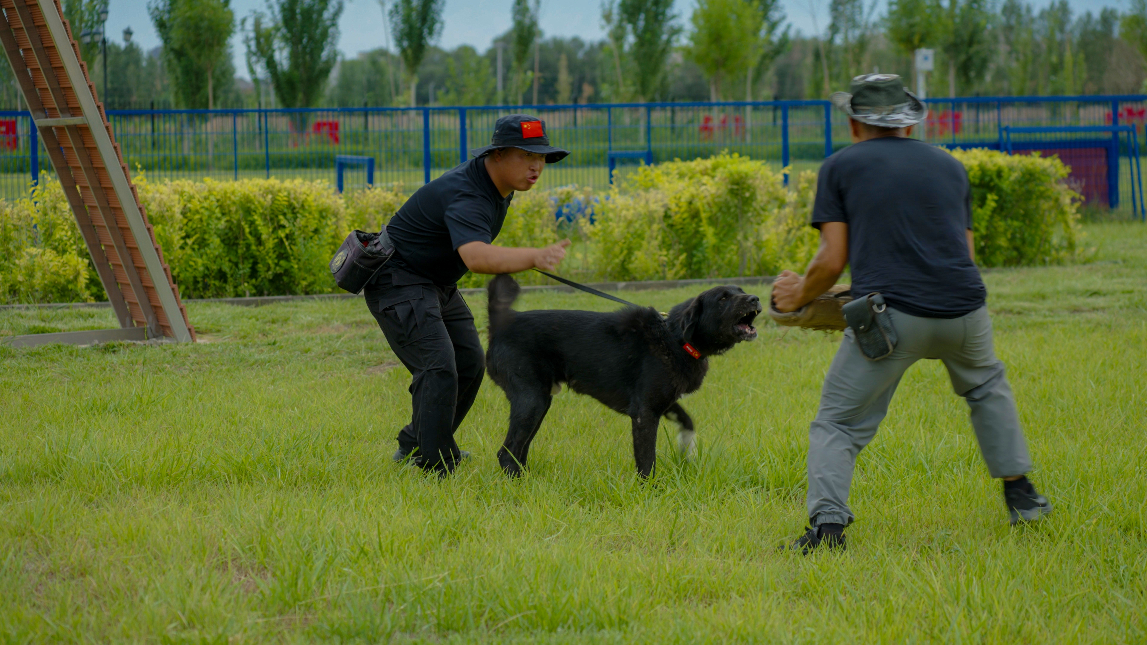 训全员与新疆牧羊犬.jpg